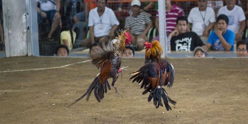 Giới thiệu cơ bản về hình thức đá gà được nhiều người yêu thích Giới thiệu cơ bản về hình thức đá gà được nhiều người yêu thích